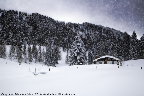 Lovely winter landscape in snow flurry  Picture Board by Melanie Viola