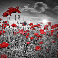 Buy canvas prints of Idyllic Field of Poppies with Sun  by Melanie Viola