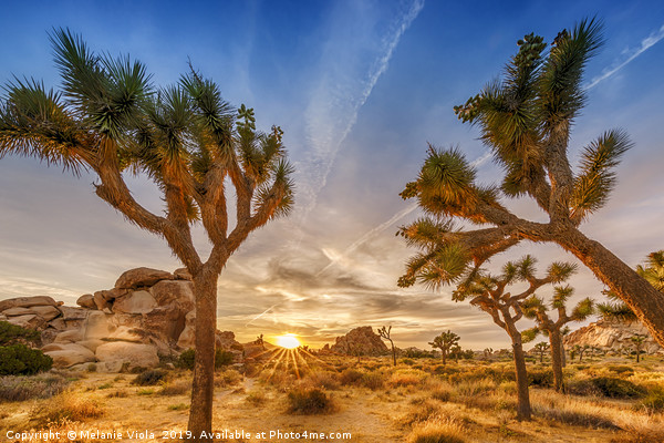 Gorgeous Sunset at Joshua Tree National Park Picture Board by Melanie Viola