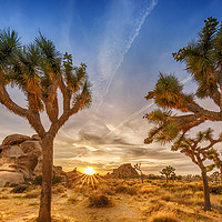 Buy canvas prints of Gorgeous Sunset at Joshua Tree National Park by Melanie Viola