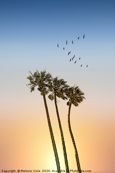 Palm trees & sunset Picture Board by Melanie Viola