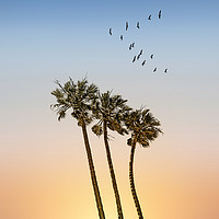Buy canvas prints of Palm trees & sunset by Melanie Viola