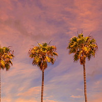 Buy canvas prints of Palm trees sunset | panoramic view by Melanie Viola