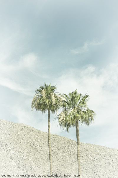 Palm Trees in the desert | Vintage Picture Board by Melanie Viola