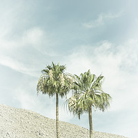 Buy canvas prints of Palm Trees in the desert | Vintage by Melanie Viola