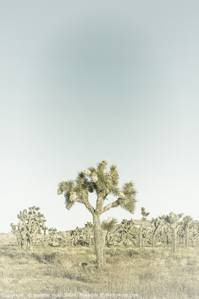 Joshua Tree | Vintage Picture Board by Melanie Viola