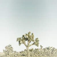 Buy canvas prints of Joshua Tree | Vintage by Melanie Viola