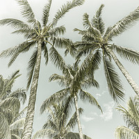 Buy canvas prints of Lovely Palm Trees | Vintage by Melanie Viola