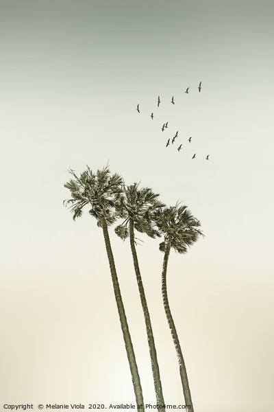 Vintage palm trees at sunset Picture Board by Melanie Viola