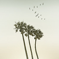 Buy canvas prints of Vintage palm trees at sunset by Melanie Viola