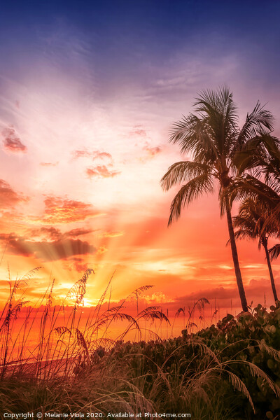 BONITA BEACH Picturesque Sunset Picture Board by Melanie Viola