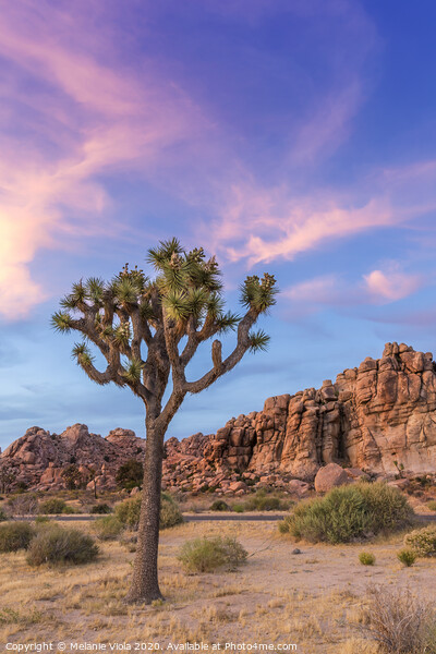 Joshua Tree in the evening Picture Board by Melanie Viola