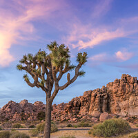 Buy canvas prints of Joshua Tree in the evening by Melanie Viola
