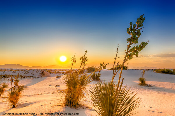 White Sands Sunset  Picture Board by Melanie Viola