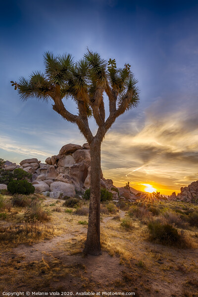 Charming sunset at Joshua Tree National Park  Picture Board by Melanie Viola