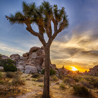 Buy canvas prints of Charming sunset at Joshua Tree National Park  by Melanie Viola
