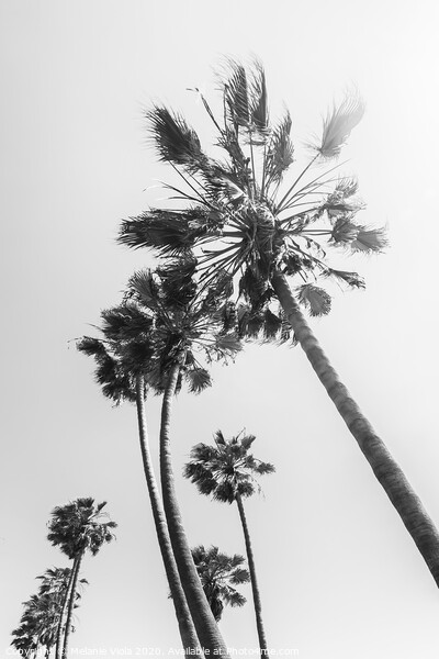 Palm trees in the sun | black and white Picture Board by Melanie Viola
