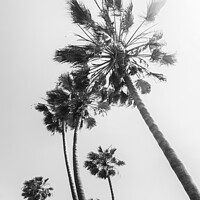 Buy canvas prints of Palm trees in the sun | black and white by Melanie Viola