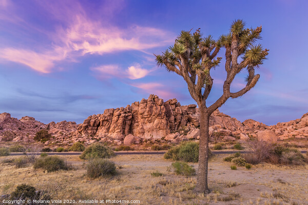 Joshua Tree in the evening Picture Board by Melanie Viola