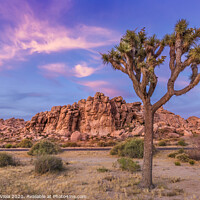 Buy canvas prints of Joshua Tree in the evening by Melanie Viola