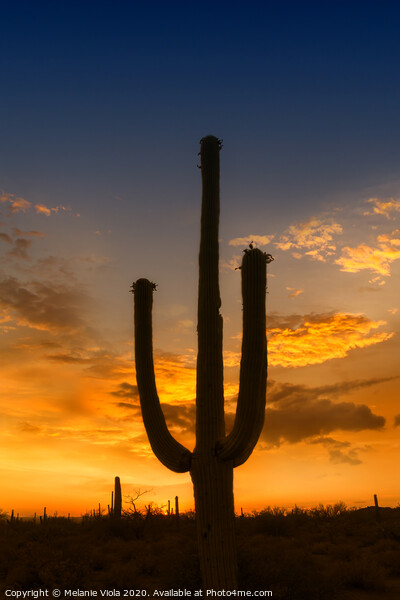 SAGUARO NATIONAL PARK Bright Sunset Picture Board by Melanie Viola