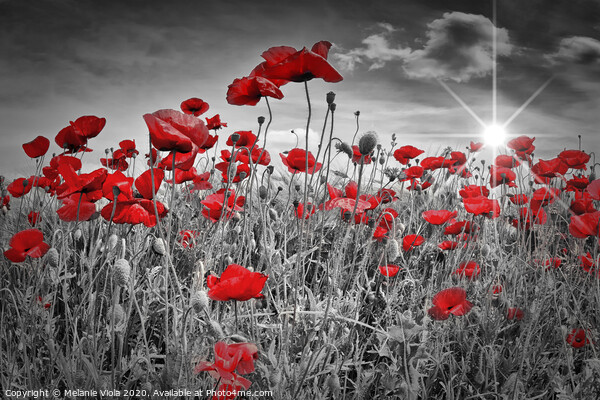 Idyllic Field of Poppies with Sun Picture Board by Melanie Viola
