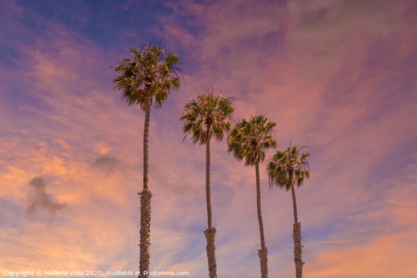 Palm trees sunset  Picture Board by Melanie Viola