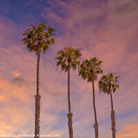 Buy canvas prints of Palm trees sunset  by Melanie Viola