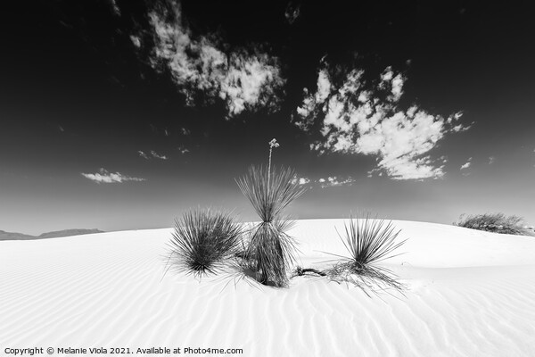 White Sands Impression | Monochrome Picture Board by Melanie Viola