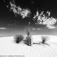 Buy canvas prints of White Sands Impression | Monochrome by Melanie Viola