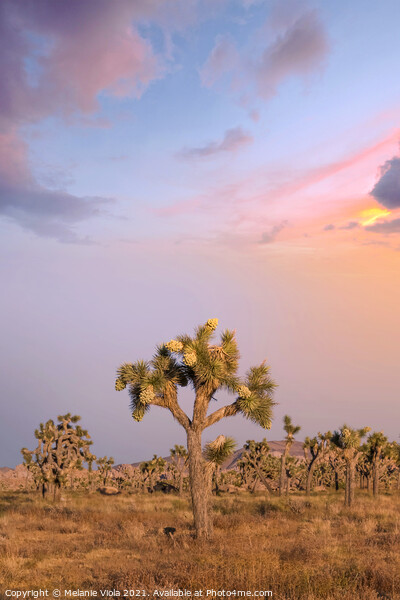 Sunset at Joshua Tree National Park  Picture Board by Melanie Viola