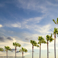 Buy canvas prints of Palm trees in evening glow by Melanie Viola
