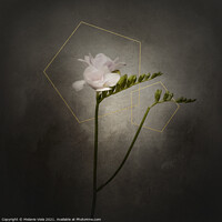 Buy canvas prints of Graceful flower - Freesia | vintage style gold  by Melanie Viola