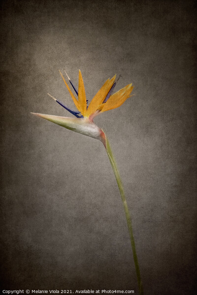 Graceful flower - Strelitzia | vintage style  Picture Board by Melanie Viola