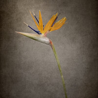 Buy canvas prints of Graceful flower - Strelitzia | vintage style  by Melanie Viola