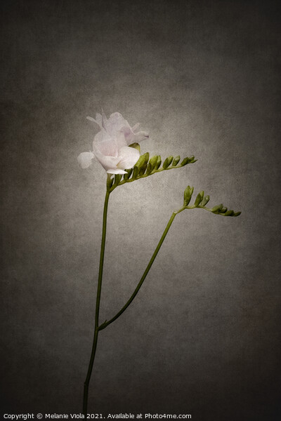 Graceful flower - Freesia | vintage style  Picture Board by Melanie Viola