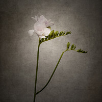 Buy canvas prints of Graceful flower - Freesia | vintage style  by Melanie Viola
