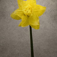 Buy canvas prints of Spring bloomer - Daffodil | vintage style panorama by Melanie Viola