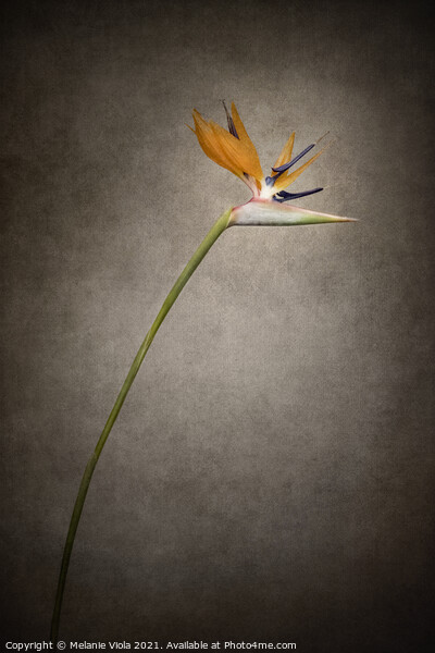 Beautiful flower - Strelitzia | vintage style gold  Picture Board by Melanie Viola