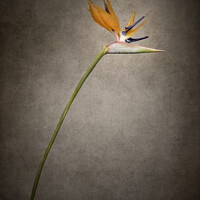 Buy canvas prints of Beautiful flower - Strelitzia | vintage style gold  by Melanie Viola