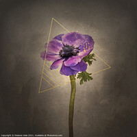 Buy canvas prints of Graceful flower - Anemone coronaria | vintage style gold by Melanie Viola