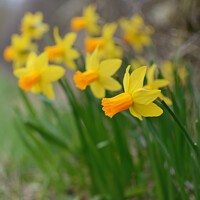 Buy canvas prints of Daffodils  by Peter Towle