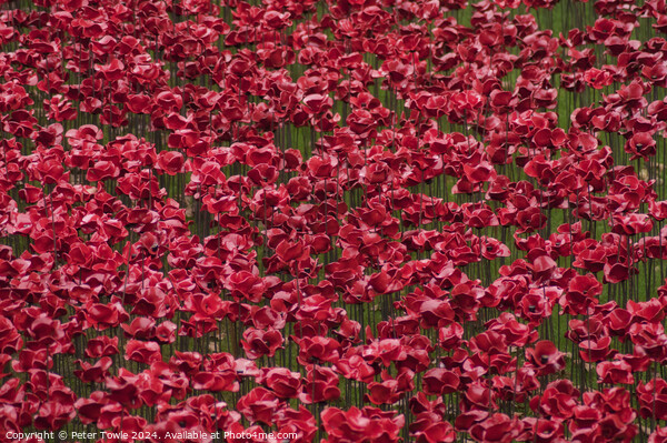 Poppies from the Tower of London Picture Board by Peter Towle