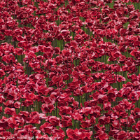 Buy canvas prints of Poppies from the Tower of London by Peter Towle