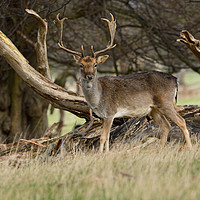 Buy canvas prints of Stag in woodland by Peter Towle