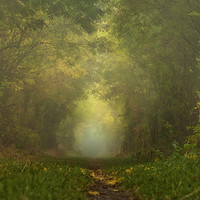 Buy canvas prints of Misty Woods by Peter Towle