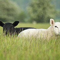 Buy canvas prints of Lambs by Peter Towle