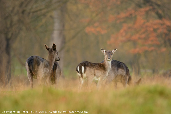 Autumnal fallow deer - The lookout Picture Board by Peter Towle