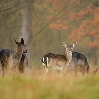 Buy canvas prints of Autumnal fallow deer - The lookout by Peter Towle