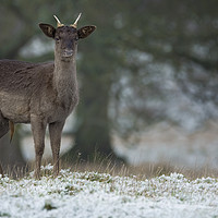 Buy canvas prints of Fallow deer  by Peter Towle